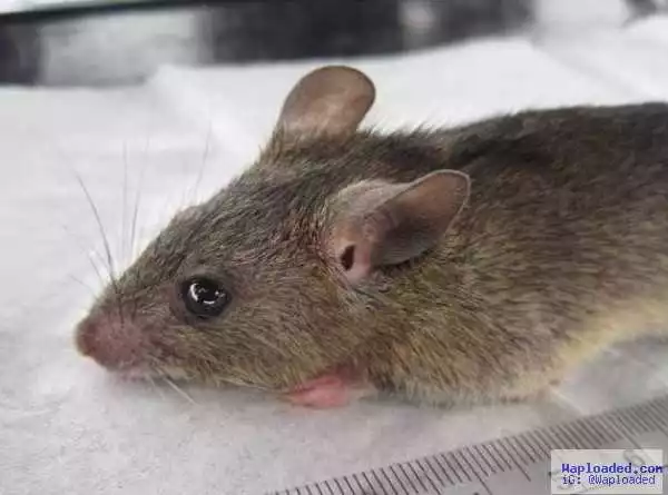 See The Rat That Transmits Lassa Fever